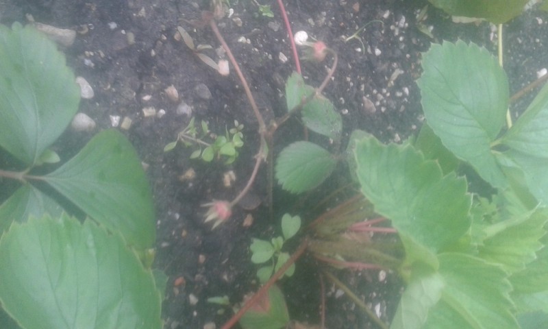 Erdbeere klein 2.jpg
