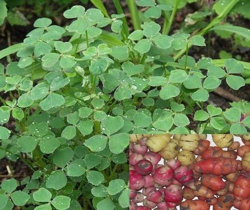 Oxalis tuberosa