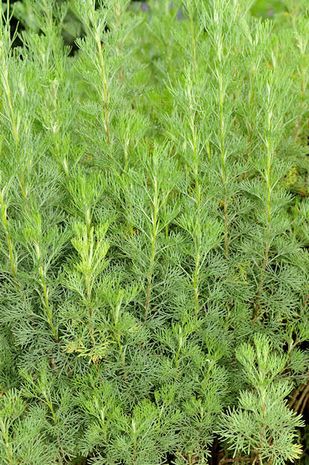 Artemisia abronatum, Eberraute