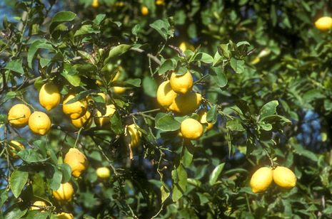 Citrus limon , Zitrone