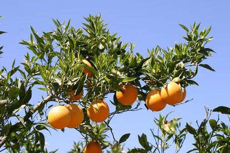 Citrus sinensis Apfelsine, Orange.  