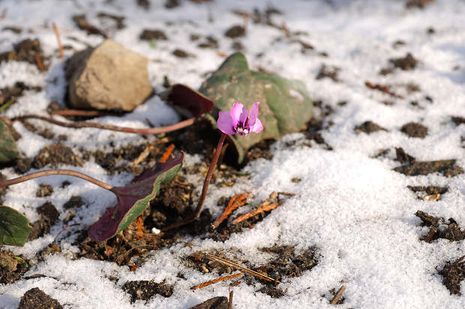 Cyclamen coum, Alpenveilchen