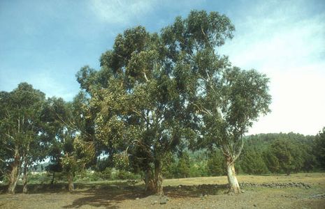 Eucalyptus globulus, Myrtengewächs