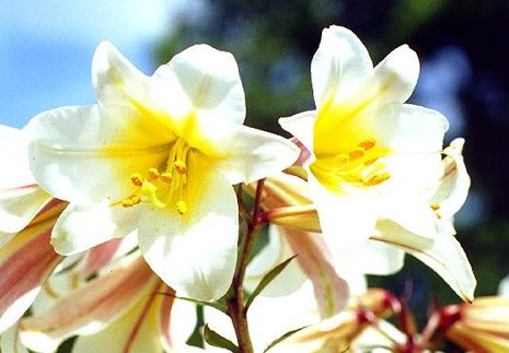 Lilium regale, Königslilie