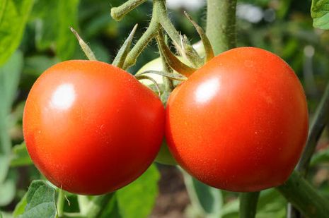 Solanum lycopersicum, Tomaten