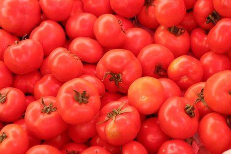 Solanum lycopersicum, rote Tomaten 