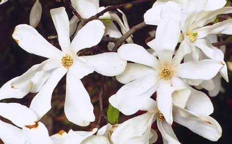 Magnolia kobus, Kobushi