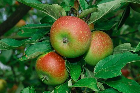 Malus domestica Ingrid Marie