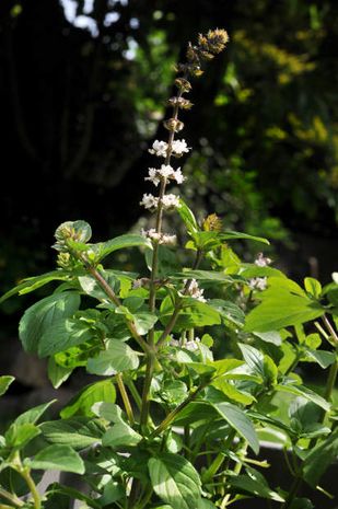 Ocimum basilicum, Basilikum