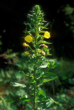 Oenothera biennis Nachtkerze