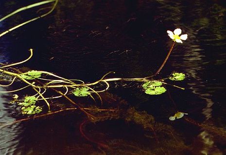 Ranunculus aquatalis, Hahnenfuss