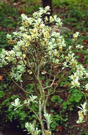 Salix helvetica, Schweizer Goldweide