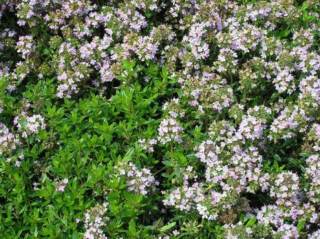 Thymus herba-barona var. citrodorus, Kümmelthymian