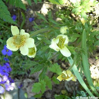 Anemone magellanica, Anemonen