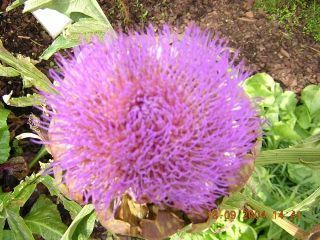 Cynara scolymus, Artischockenblüte