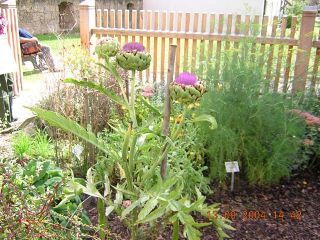 Cynara scolymus, Artischocke 