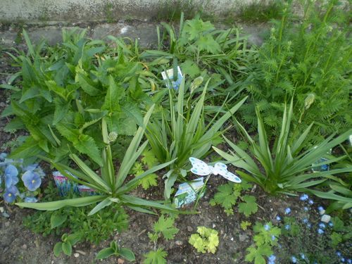 Camassia cusickii