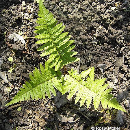 Dryopteris affinis, Goldschuppenfarn 