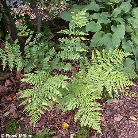 Dryopteris filix-mas, Wurmfarn