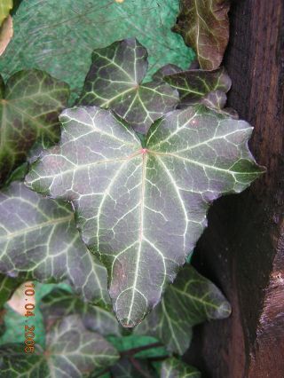 Hedera helix, Efeu