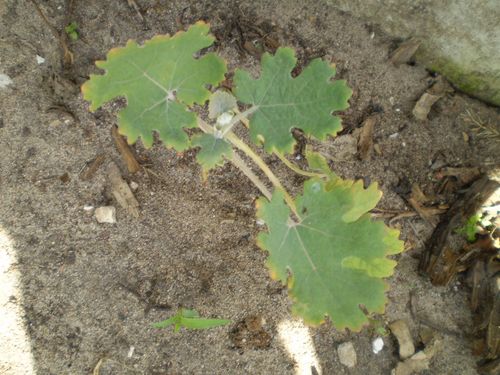 Macleaya cordata, Federmohn