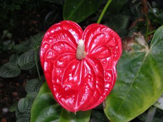 Anthurium scherzerianum, Flamingoblume