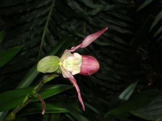 Paphiopedilum, Frauenschuhorchidee