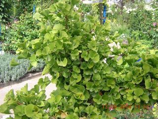 Ginkgo Barbits Nena, Hausgartengewächs