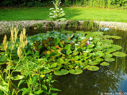 Sicherung Gartenteich