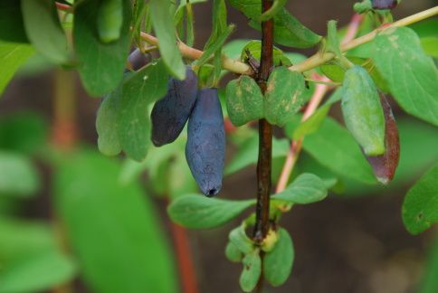 Lonicera caerulia camptchatica/kamtschatica, Honigbeere, Maibeere