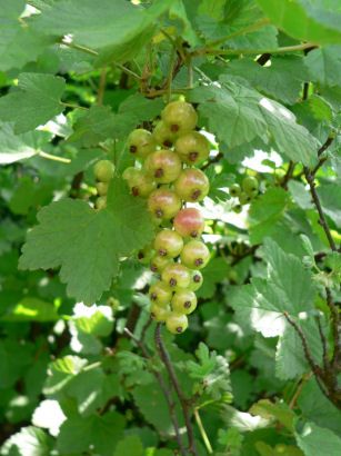 Ribes rubrum, weiße Johannisbeere