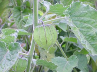 Physalis peruviana, Andenbeere, Inkapflaume, Kapstachelbeere 