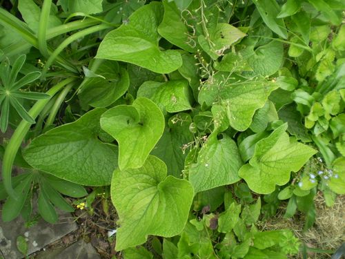 Brunnera macrophylla. Kaukasus-Vergissmeinnicht.