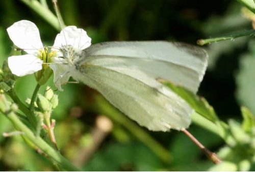 Pieris brassicae  Kohlweißlinge