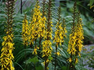 Ligularia bicolor, Kreuzkraut