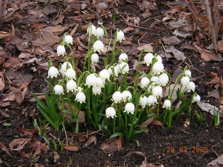 Leucojum vernum