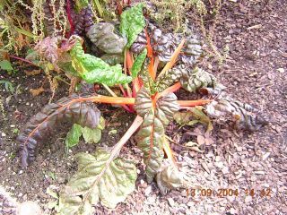 Beta vulgaris susp. vulgaris, Mangold