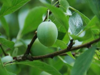 Prunus domestica, Mirabelle