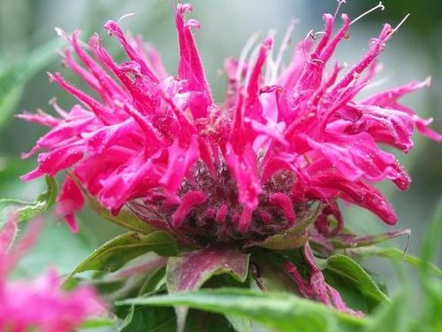 Monarda didyma, Indianernessel