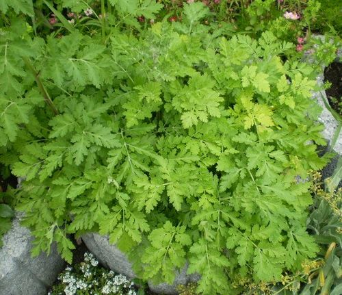 Tanacetum parthenium