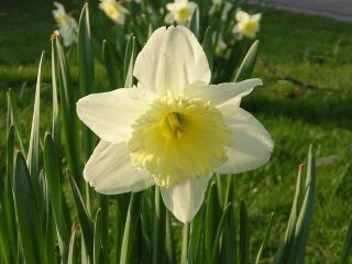 Narcissus, Narzisse