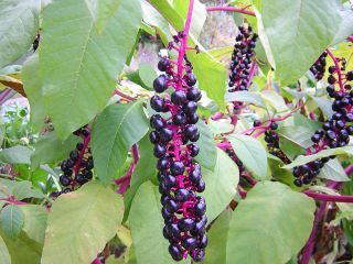 Phytolacca americana, amerikanische Kermesbeere