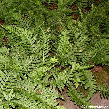 Polypodium vulgare, Tüpfelfarn, Engelsüß