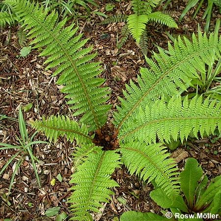 Polystichum aculeatum, Glanzschildfarn