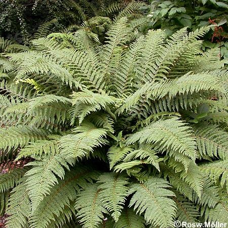 Polystichum setiferum, weicher Schildfarn