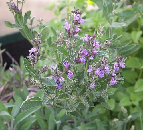 Salvia offcinalis, echter Salbei