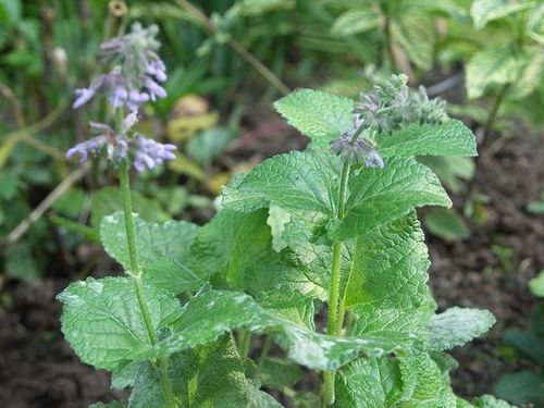 Salvia verticillata 