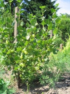 Ribes uva-crispa, Stachelbeere