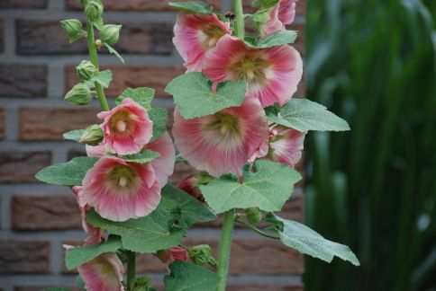 Alcea rosea, Stockmalve, Stockrose