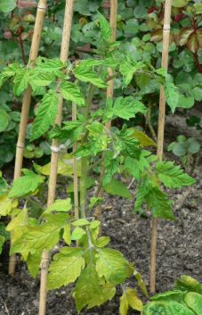 Solanum lycopersicum, Tomaten gesamt